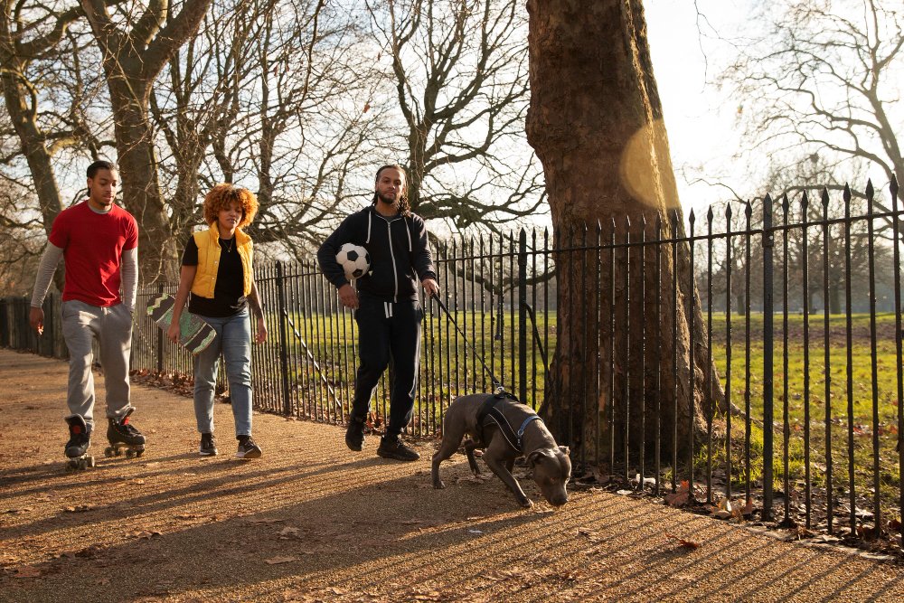 Fencing That Is Intact, Secure, and Dog-Appropriate